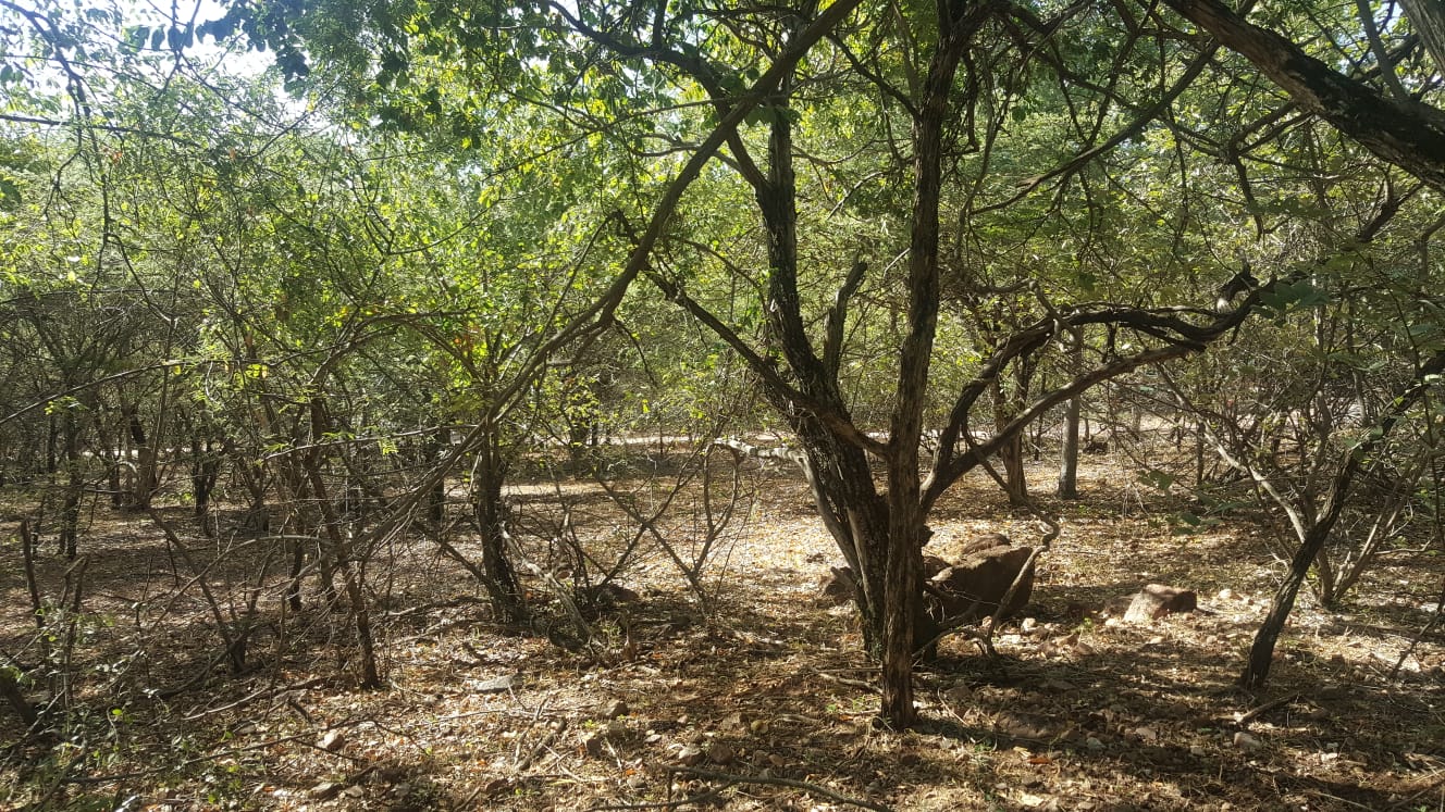 Vacant Land / Plot for Sale in Leeupoort Thabazimbi, Leeupoo